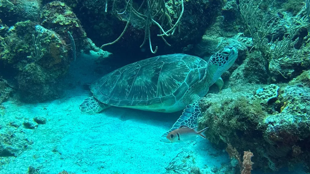 Duiken bij Scuba Lodge Dive Center Pietermaai